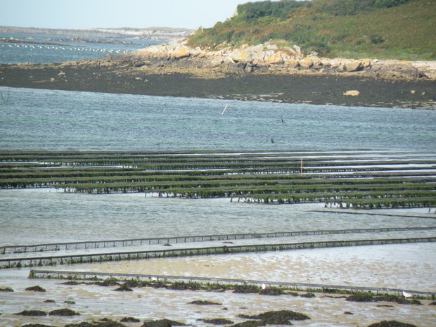  élevage de moules